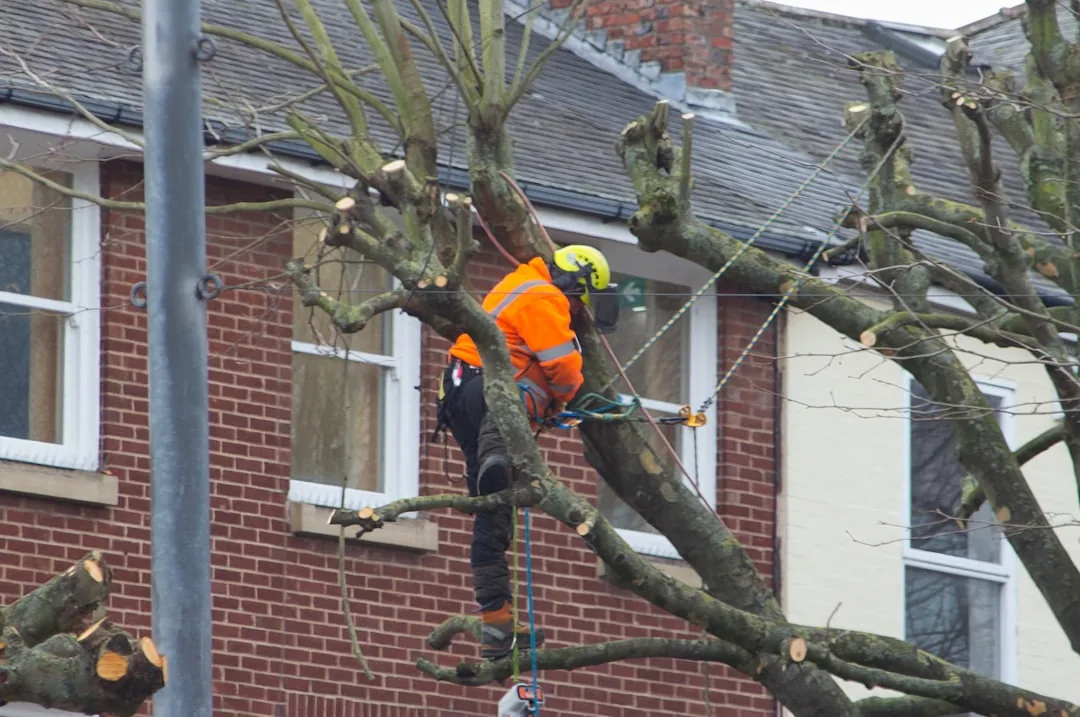 Tree Trimming in Greenville, SC