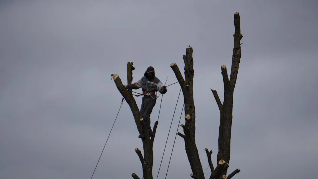 Tree Trimming in Greenville