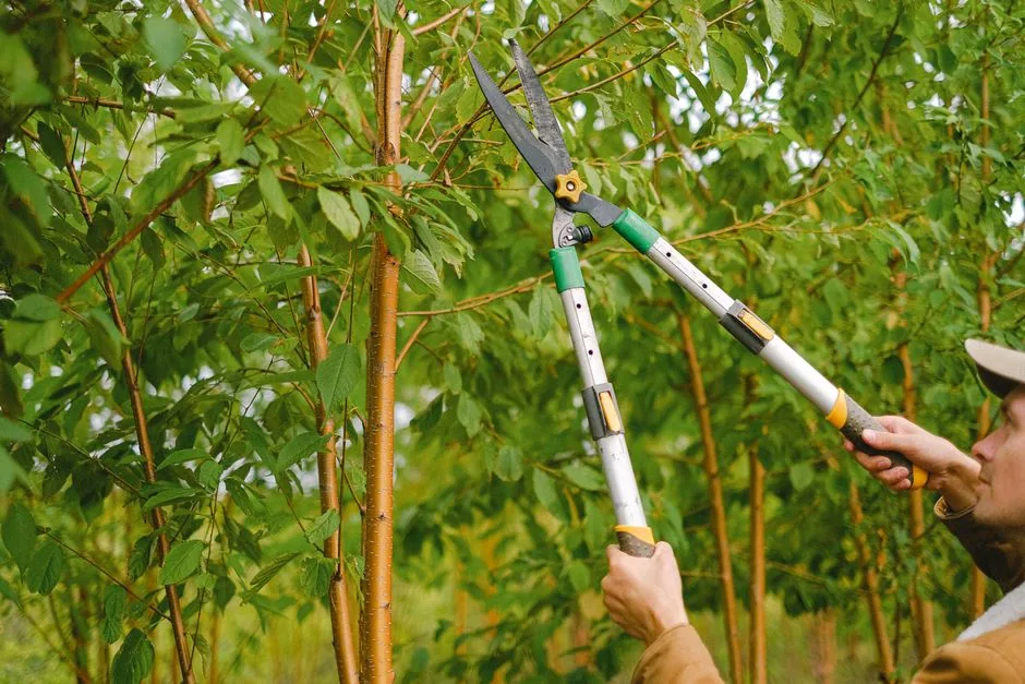 Dead Branch Removal in Greenville